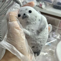 Squishy Seal Team 6 Squishy Toy